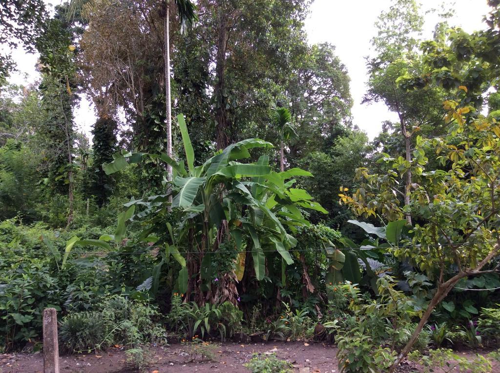 Fern Dale Villa Weligama Rom bilde